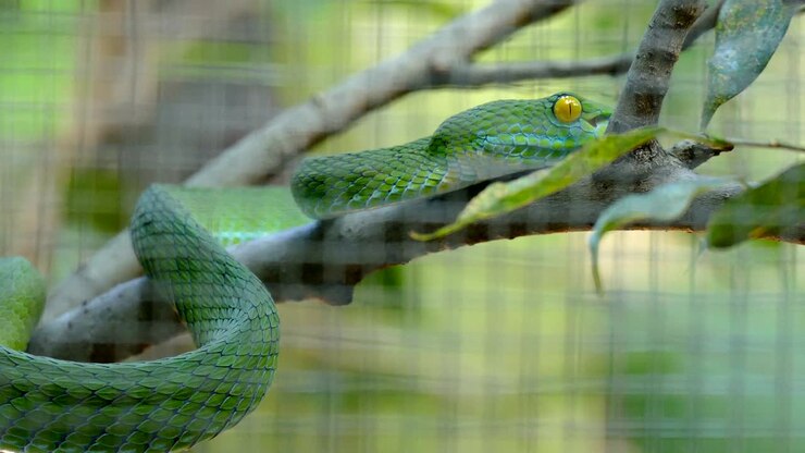 green snake in cage. Trimeresurus macrops