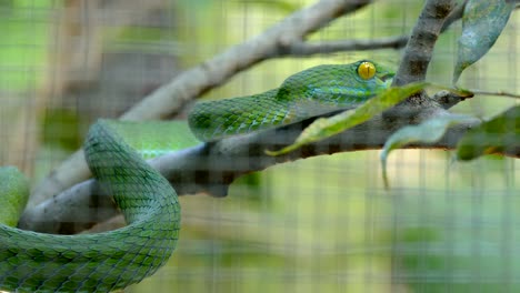 serpiente verde en jaula. trimeresurus macrops