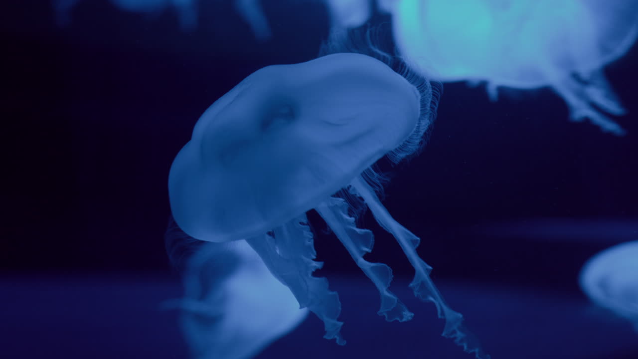 Affascinante sciame di meduse con tentacoli corti che nuotano elegantemente in un acquario blu dello zoo, primo piano
