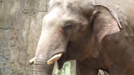 tracking telephoto follow of elephant with shaved tusks walking within zoo enclosure