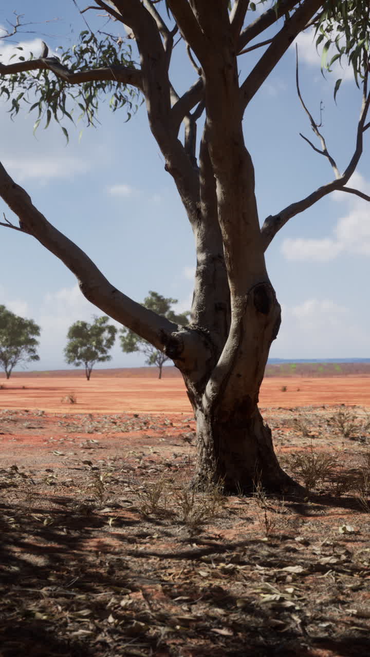 un árbol de eucalipto solitario en el interior de australia