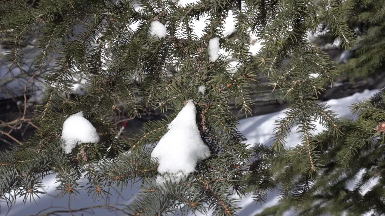 Snow Capped pine trees  close up