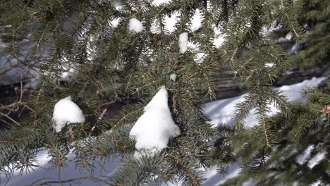 snow capped pine trees  close up