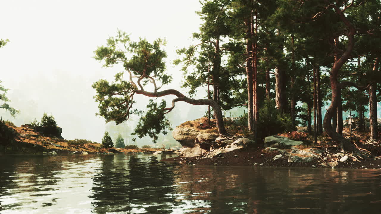 호수 와 소나무 가 있는 조용 한 숲 풍경