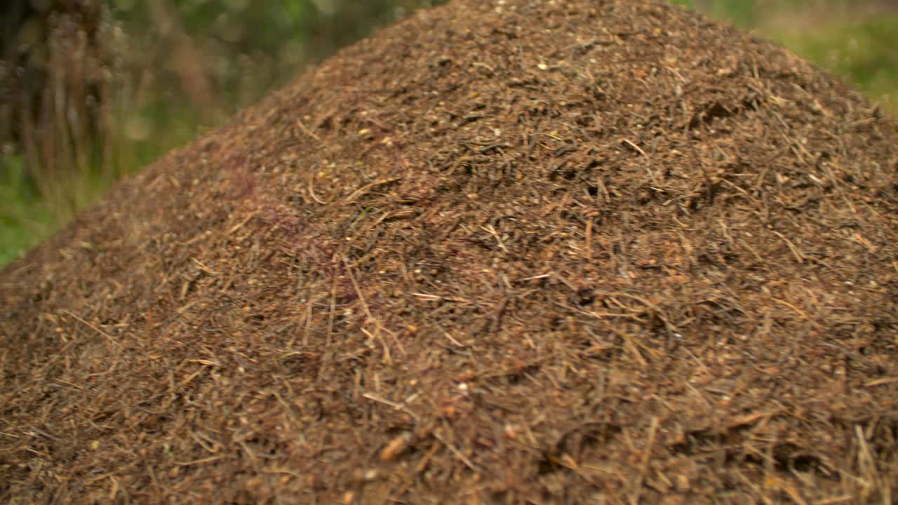 Ant Colony dolly shot slow motion
