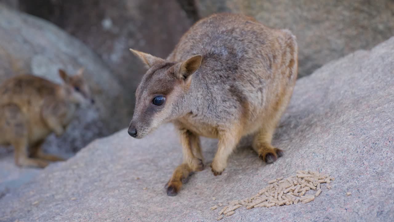 호주 북부 퀸즐랜드의 마젠틱 섬에 있는 바위에서 먹이를 먹고 먹는 호주 왈라비