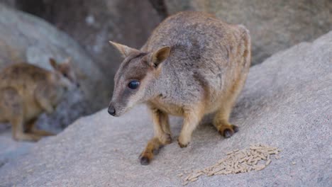 Cerca-De-Australia-Wallaby-Alimentándose-Y-Comiendo-En-La-Roca-En-Magentic-Island-En-El-Norte-De-Queensland,-Australia