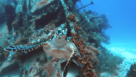 turtle floating through the ocean in front of shipwreck in high frame rate