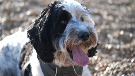 cámara lenta de un adorable perro labradoodle en una playa de guijarros en el reino unido mirando a la cámara y jadeando