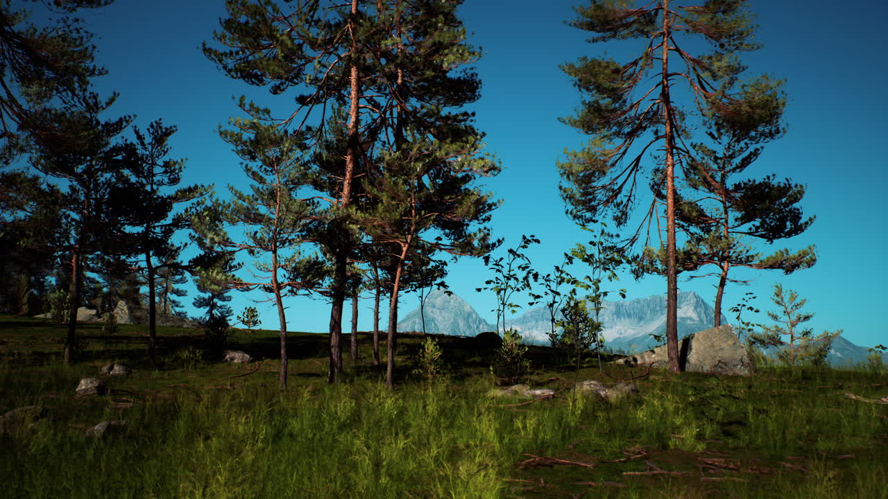 여름의  ⁇ 은 날에 산  ⁇ 에 있는 소나무 숲