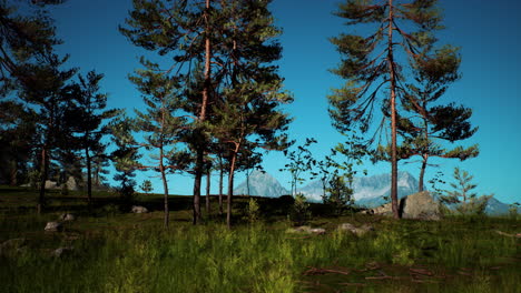 bosques de pinos en la base de la montaña en un día soleado de verano