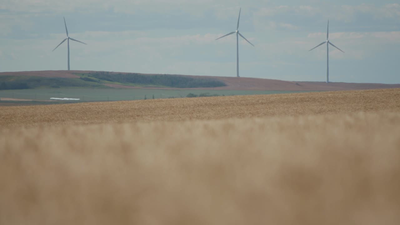Windmills operate in the background of ripe wheat fields in Alberta's Kneehill County Ghost Pine Wind Energy Centre on August 20, 2024.
