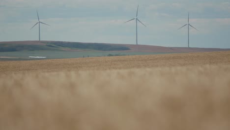windmills operate in the background of ripe wheat fields in alberta's kneehill county ghost pine wind energy centre on august 20, 2024.