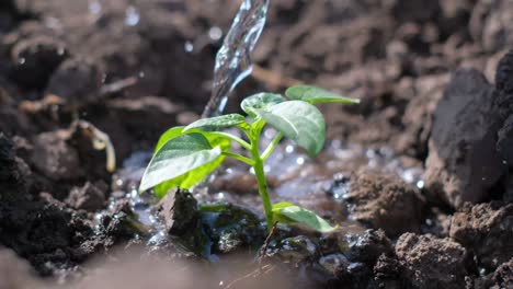 closeup of a stream of water falling on a young plant seedling of vegetable crops video closeup of a stream of water falling on a young plant seedling of vegetable crops planting seedlings in moist ground in the spring own garden video