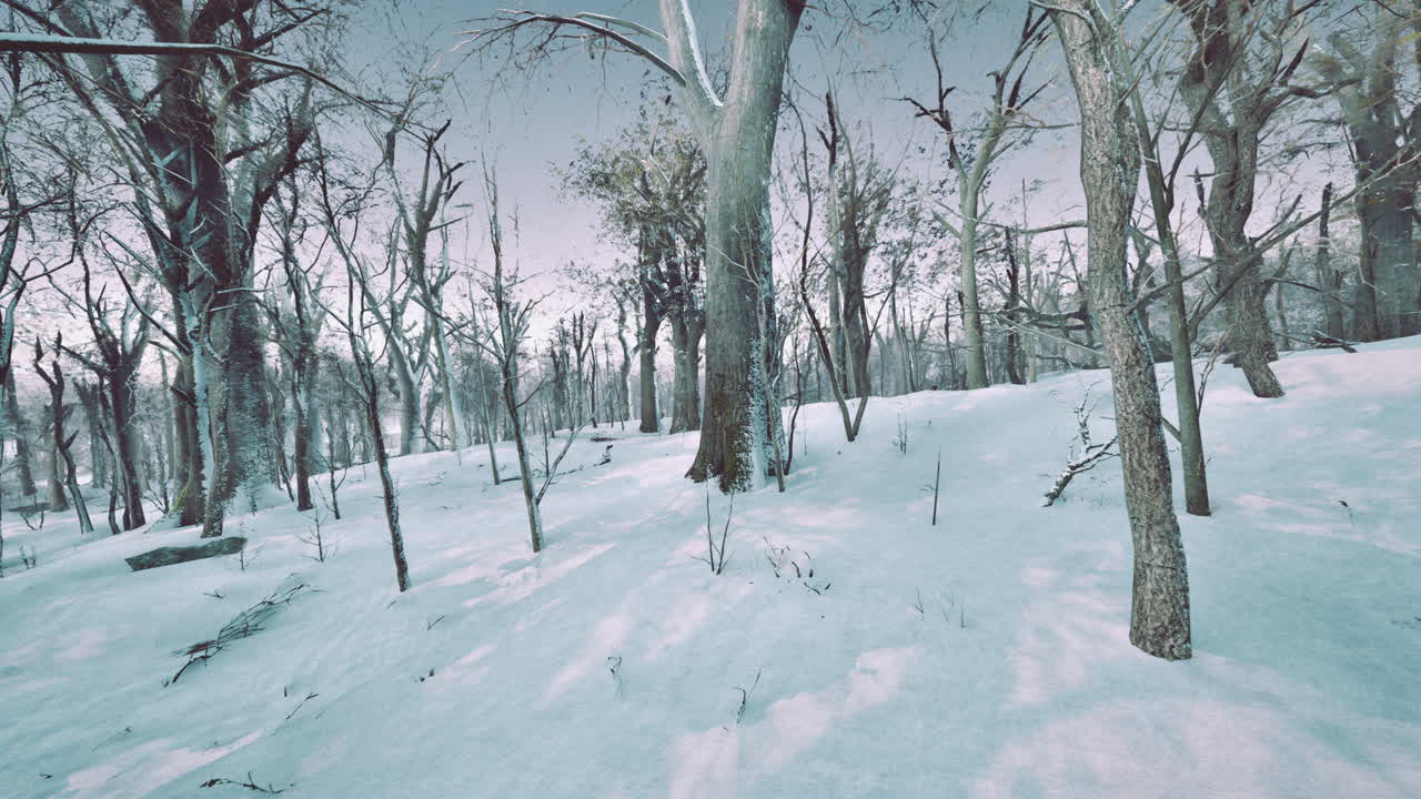 소나무 숲의 겨울 풍경 태양은 나무를 통해 빛납니다