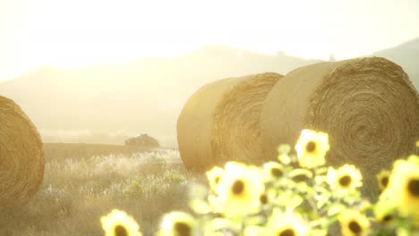 hay bales in the sunset