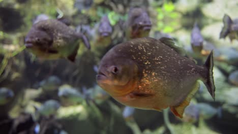 le piranha - colossoma macropomum