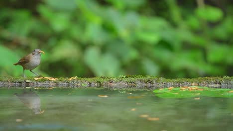 a-Horsfield's-babbler-bird-stands-on-the-edge-of-a-pond-while-eating-caterpillars