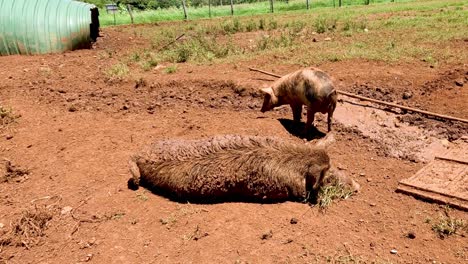un cerdo se mueve hacia una cerda grande en reposo en un corral.