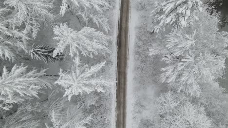 Frozen-fantasy-forest-woods-of-Elblag-Poland