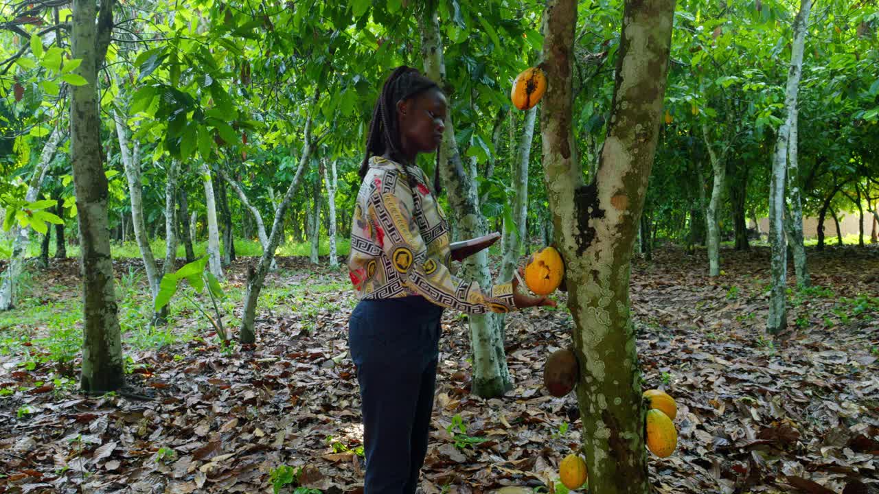 black female woman farmer in Africa cacao tree plantation checking Cocoa bean before harvesting , precision farming in undeveloped poor country fighting food crisis and poverty