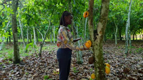 mujer negra agricultora en áfrica plantación de cacao comprobando el grano de cacao antes de la cosecha, agricultura de precisión en un país pobre subdesarrollado luchando contra la crisis alimentaria y la pobreza