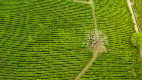 vista aérea cinematográfica de drones de las plantaciones de té verde en la isla de sao miguel en las azores - portugal