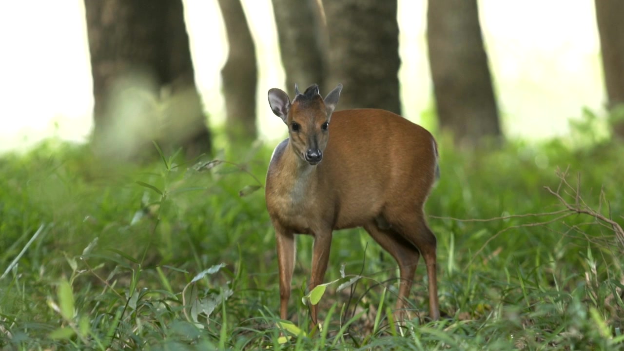 Duiker rosso, piccola antilope in Mozambico