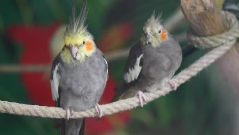 two cockatiels on a rope