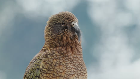 Close-up-Portrait-Of-A-Kea-Bird,-A-Large-Species-Of-Parrot-Found-In-Alpine-Regions-Of-New-Zealand