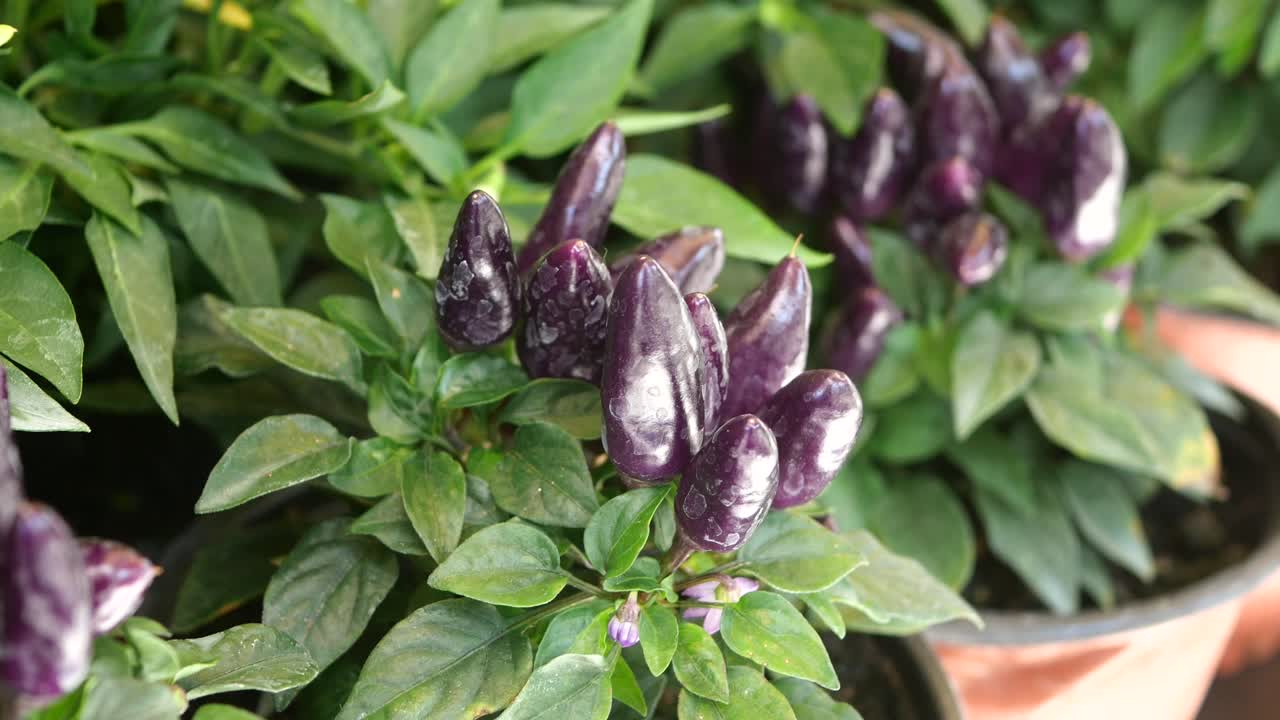 Peperoni viola scuro coltivati in vaso