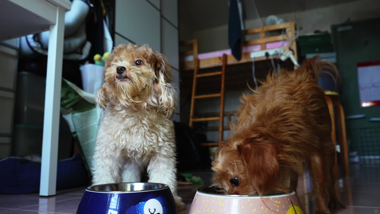 Dois cães pequenos e fofos comendo em seu comedouro.