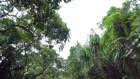 view to the sky whilst driving through jungle
