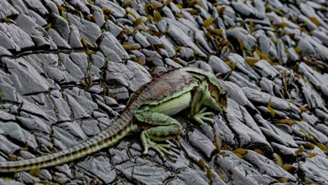 Green Frog on Wet Rocks