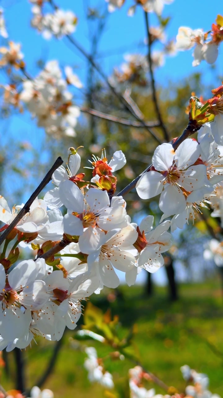 White blossom flowers on branches against blue sky background. Close up of blooming cherry tree twigs, clear sunny day, spring season, bright natural light, sharp focus.