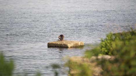 Sea-bird-grooming-itself-in-the-bay-with-birds-flying-by