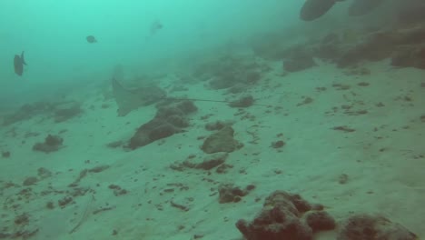 A lonely stingray search the reef bottom