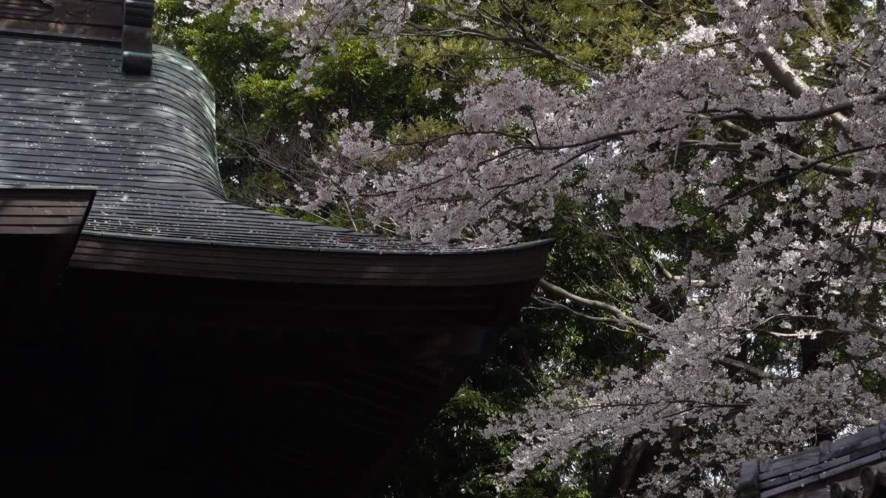hermosa vista del techo del templo japonés típico con flores de cerezo rosa