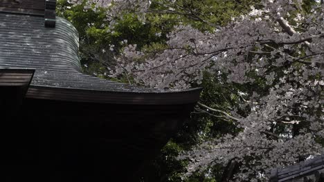 beautiful view of typical japanese temple roof with pink cherry blossoms