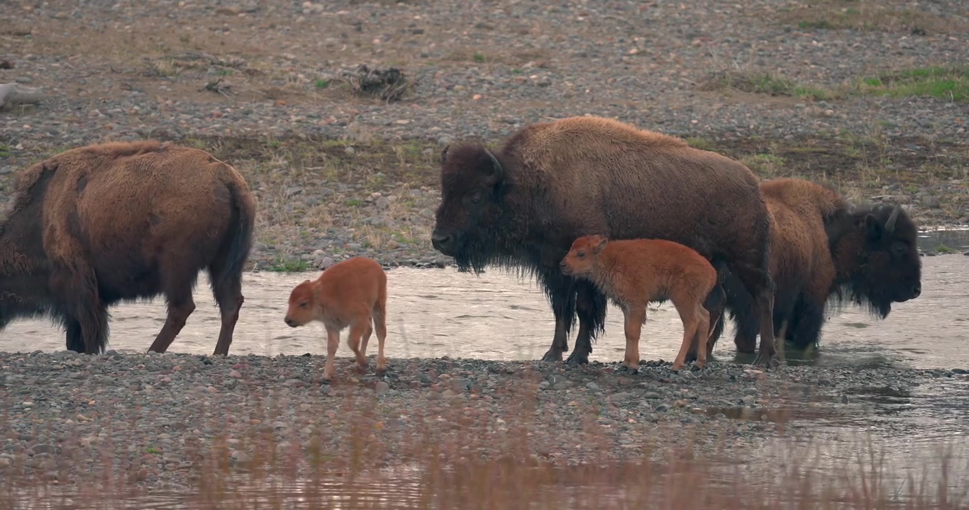 Una bella inquadratura di due bisonti e i loro vitelli in piedi accanto a un grande ruscello che hanno appena attraversato a nuoto. Scattata nel Parco Nazionale di Yellowstone