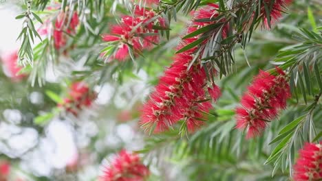 Filmische-Aufnahme-An-Einem-Luftigen-Sommertag,-Nahe-Dem-Sich-Wiegenden-Exotischen-Roten-Callistemon-rigidus-Busch,-Der-Allgemein-Als-Steife-Flaschenbürste-Vor-Einem-Hellen,-Verschwommenen-Bokeh-Hintergrund-Bekannt-Ist