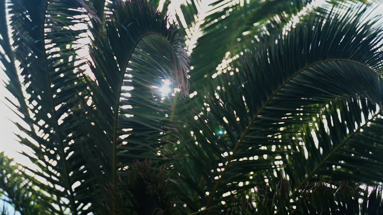 Low angle view of a palm tree in sunlight with the sky on the background