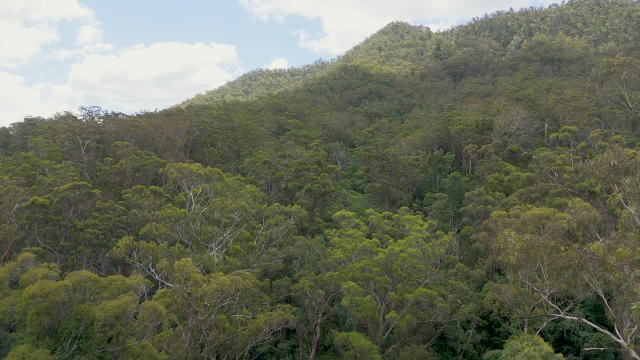 드론이 오스트레일리아의 울창한 숲 풍경을 촬영합니다.