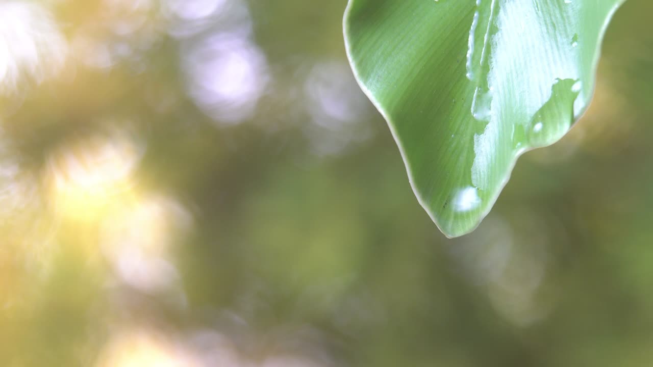 4k, 녹색 잎에서 물방울, 복사 공간, 자연 녹색 배경