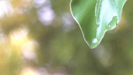 4k, water drop from green leaf with copy space nature green background.