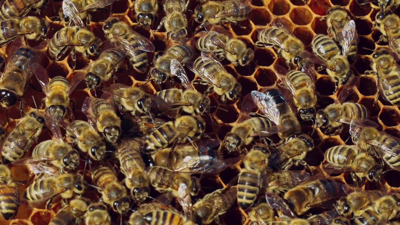 Close-up of honey bees. Frames of a beehive. Bees turn nectar into honey.