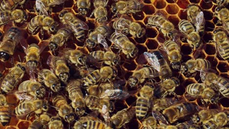 close-up of honey bees. frames of a beehive. bees turn nectar into honey.