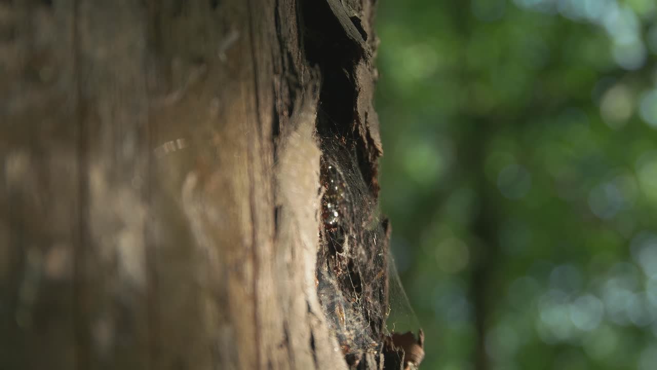 Big Bee Tree House in the forest