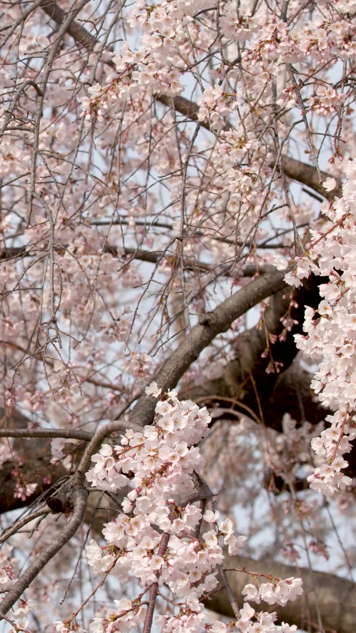Vista ravvicinata di fiori di sakura rosa che ondeggiano delicatamente su rami piangenti sotto una luce soffusa