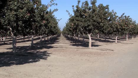 pan shot of pistachio trees in california, usa